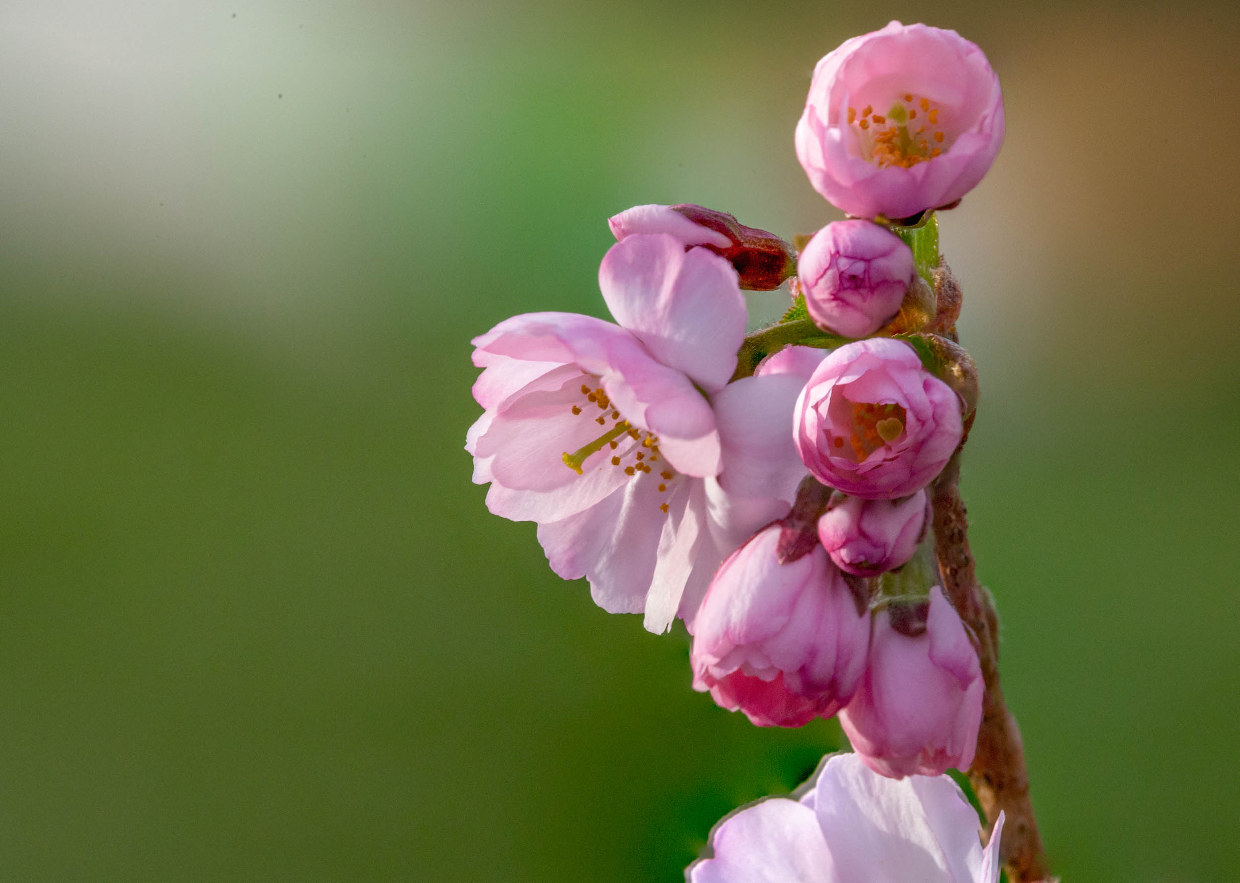 images/cherryblossom--web.jpg