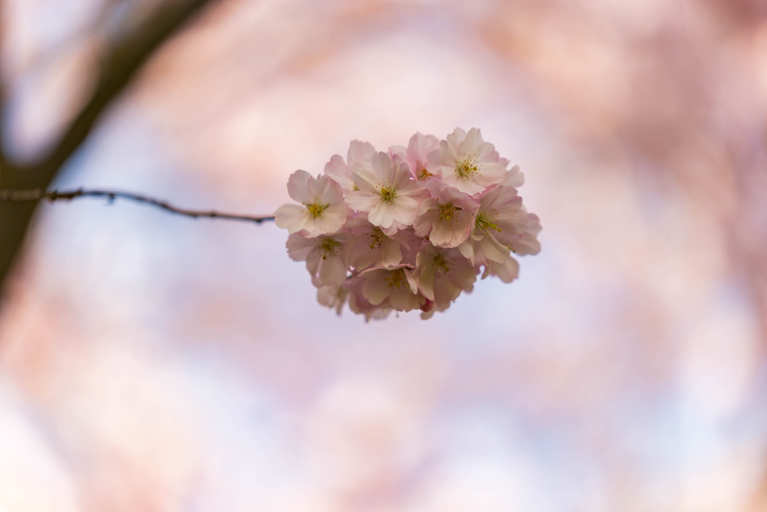 images/cherryblossom-7526-web.jpg
