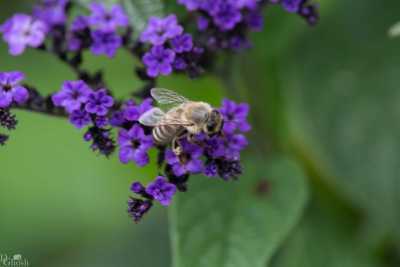 flowers/flowers-0907-web.jpg