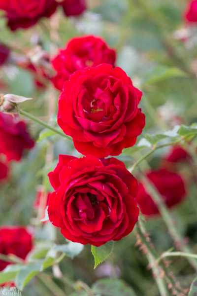 flowers/flowers-0959-web.jpg