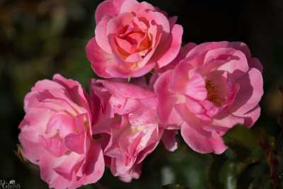 flowers/flowers-0972-web.jpg