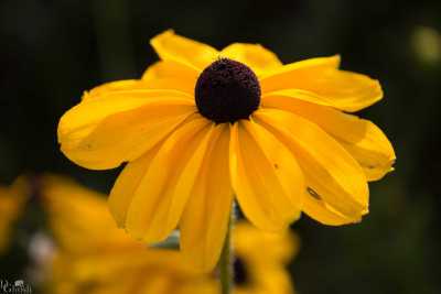 flowers/flowers-1246-web.jpg