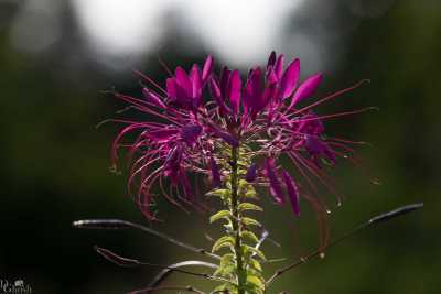 flowers/flowers-1417-web.jpg