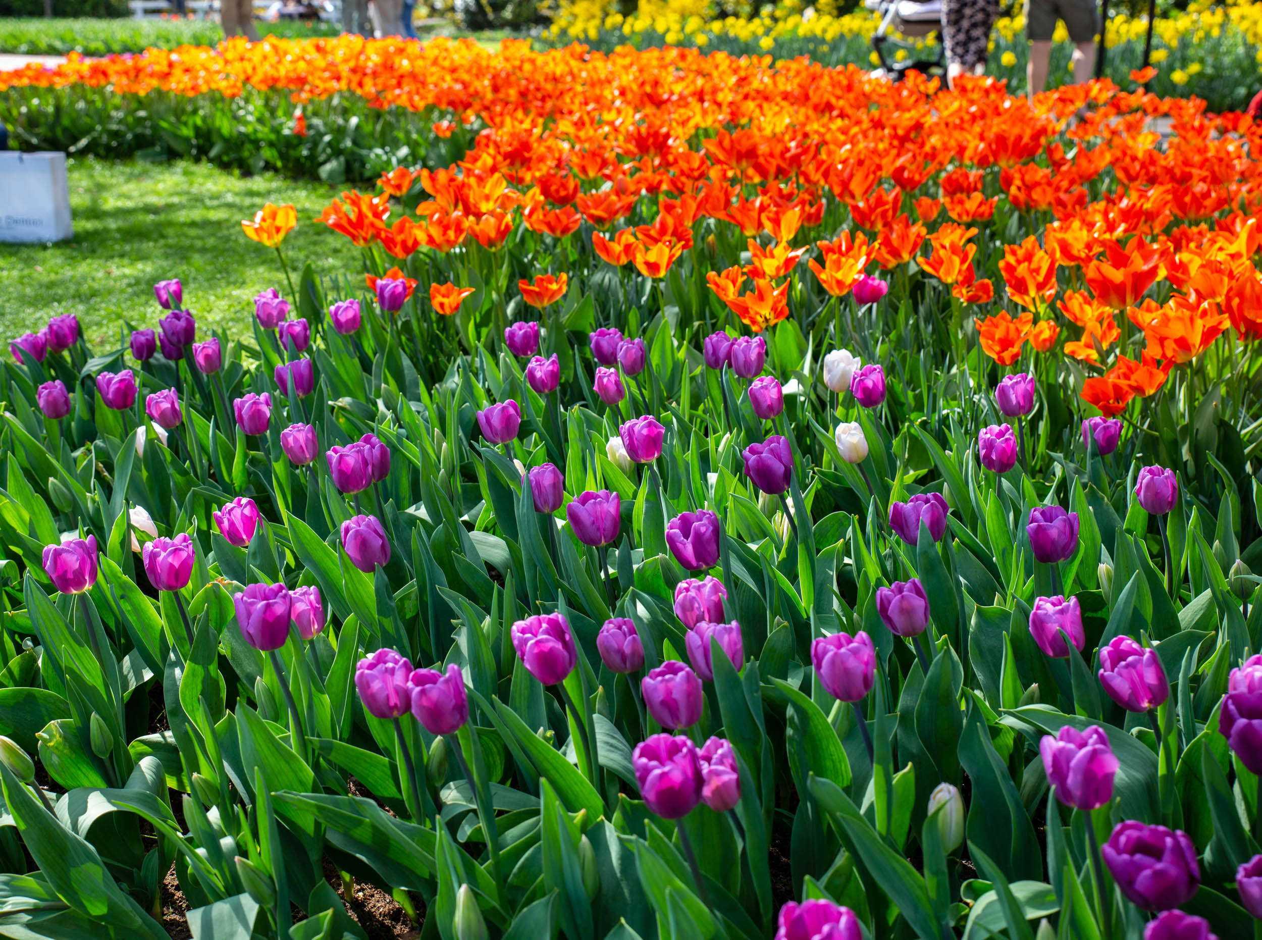 keukenhof-day1/keukenhof-8582-web.jpg