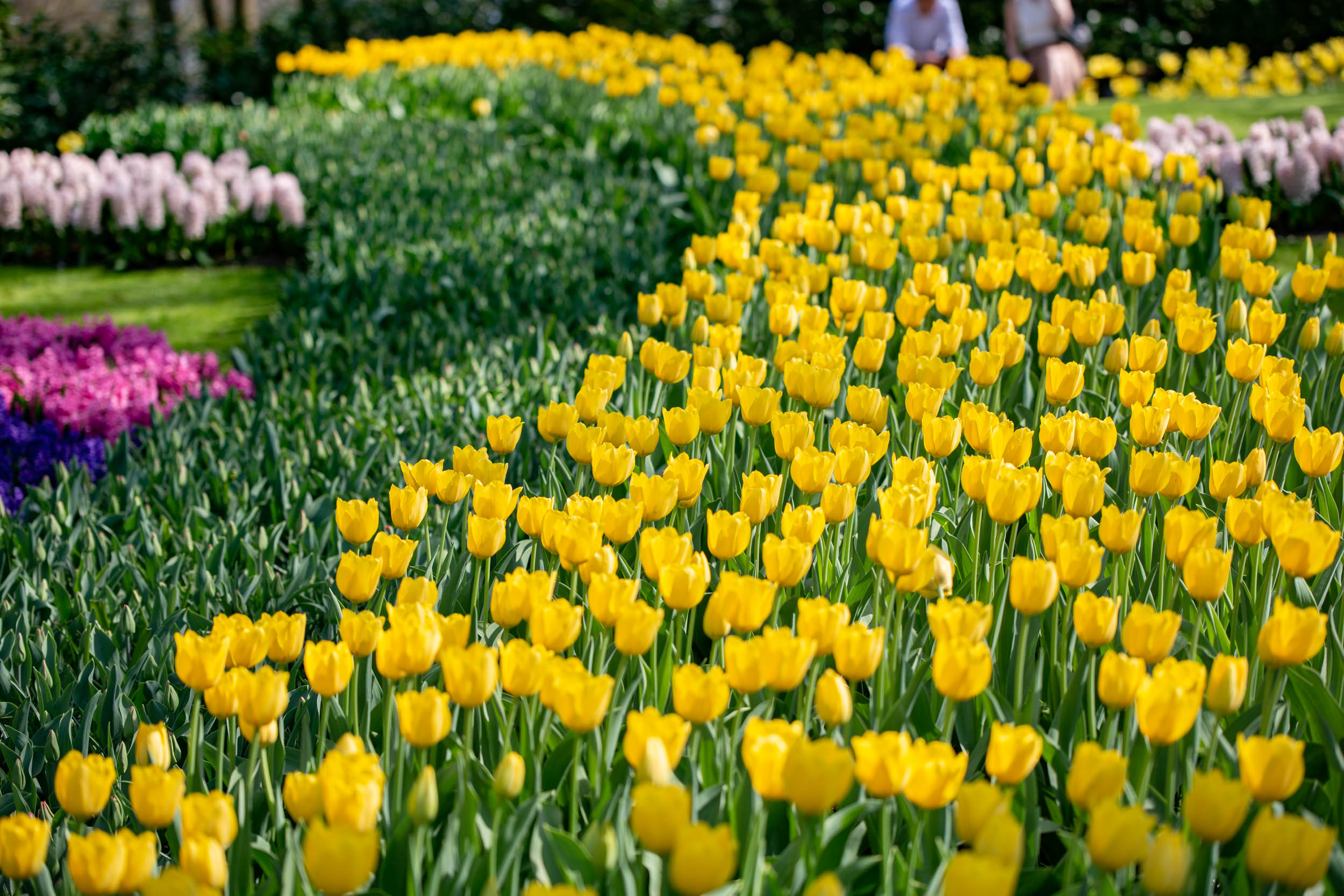 keukenhof-day1/keukenhof-8791-web.jpg