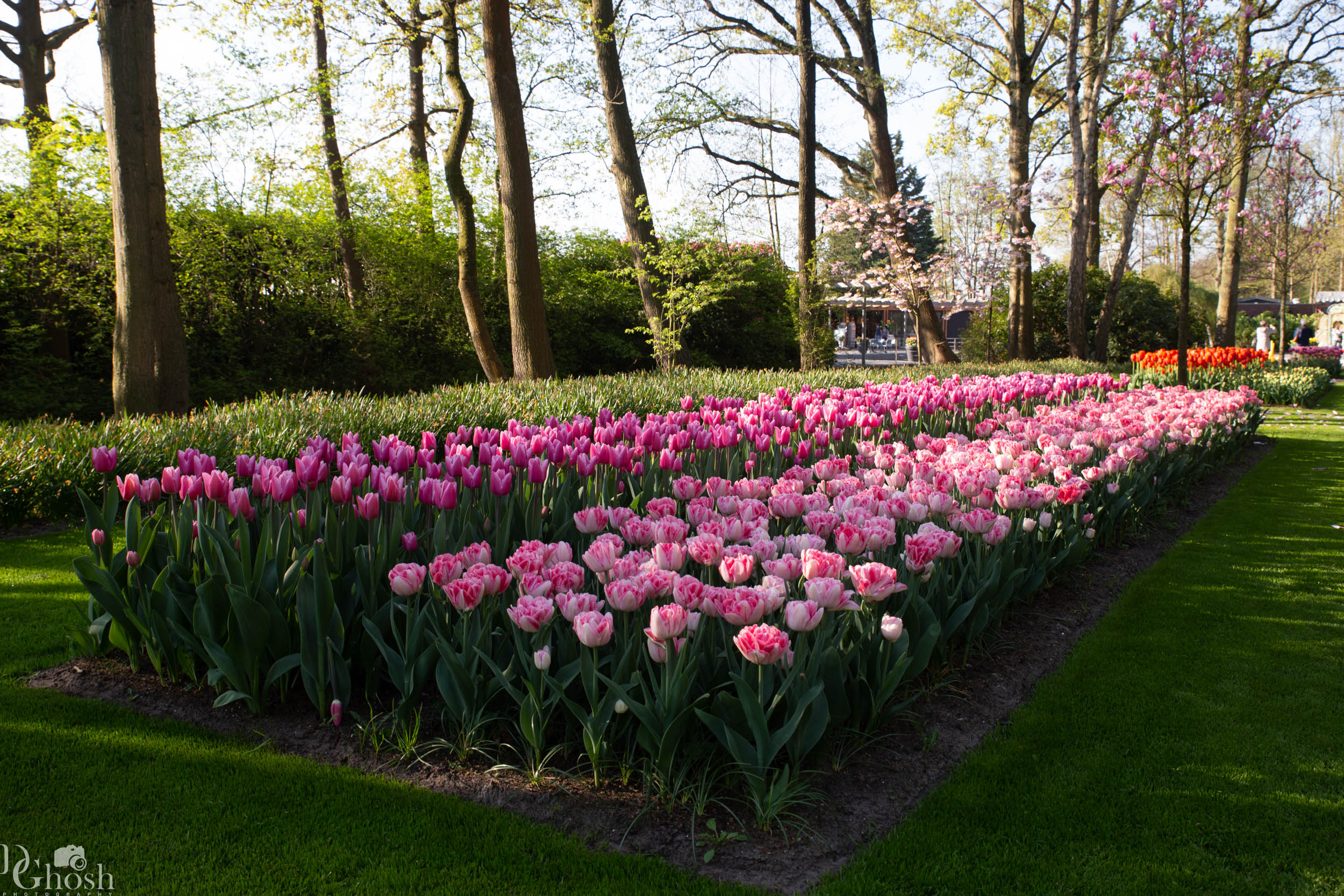 keukenhof2019/_MG_8594-web.jpg