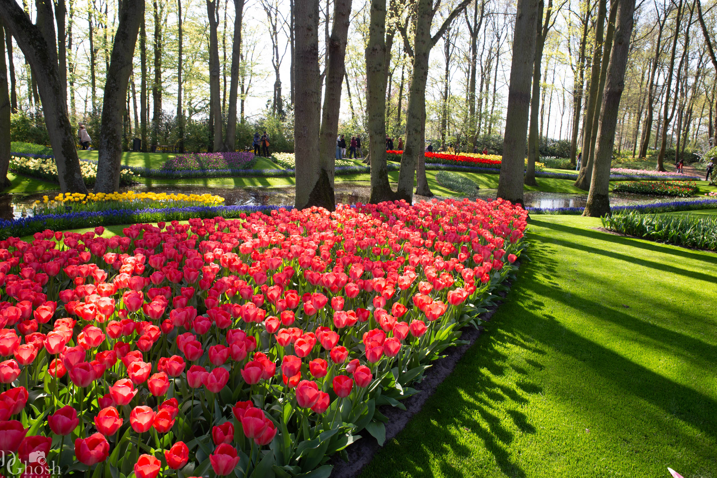 keukenhof2019/_MG_8828-web.jpg